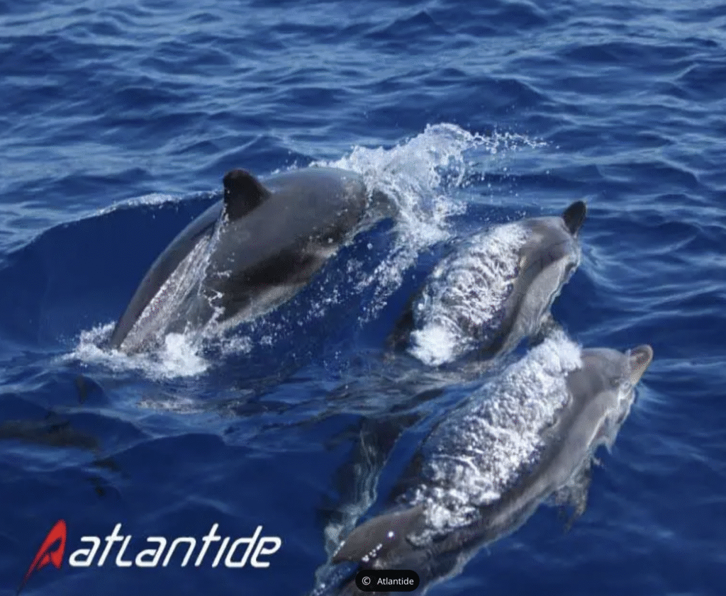 Atlantide dauphins bandol
