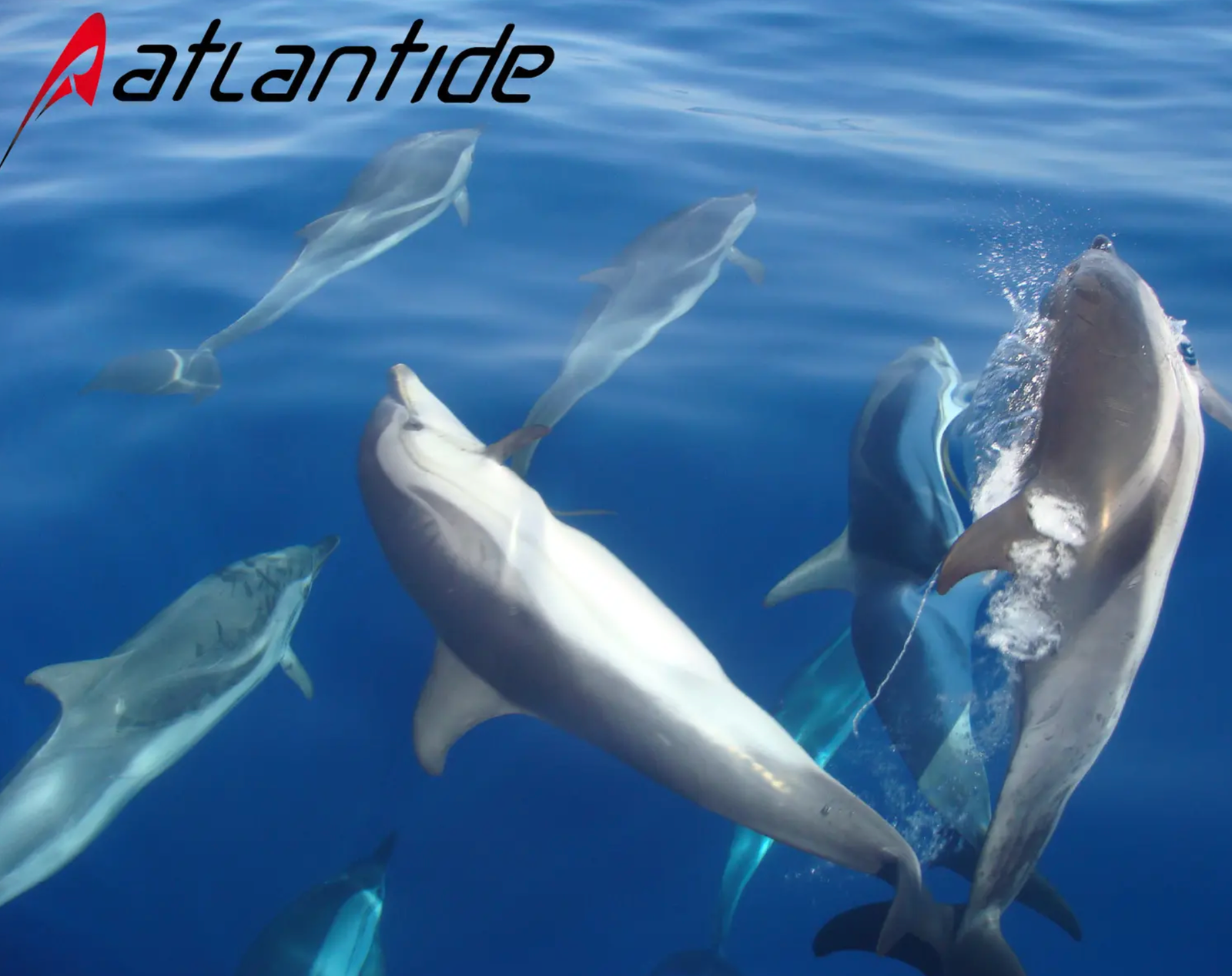 Atlantide dauphin bandol