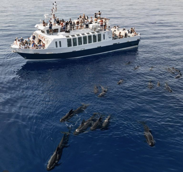 Sortie et balade en mer Sanary dauphins, baleines