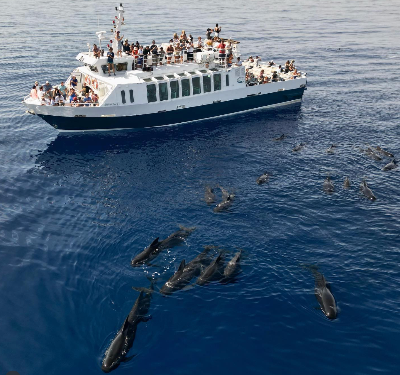 Sortie et balade en mer Sanary dauphins, baleines