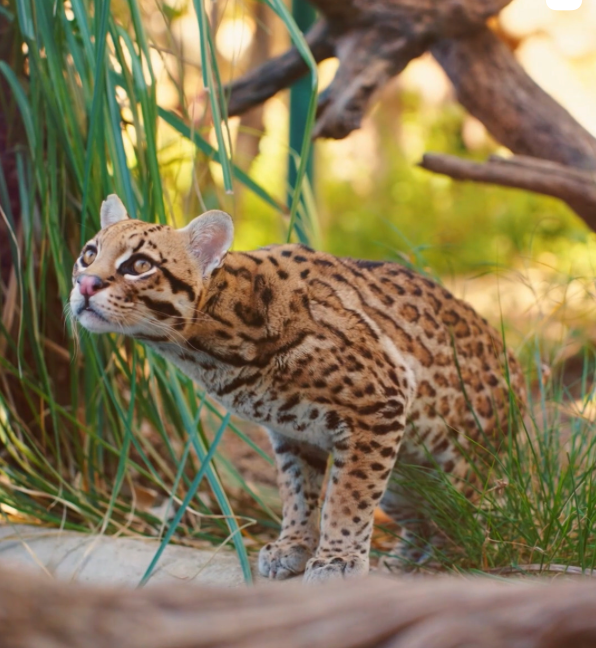 Zoo. Parc animalier. Sanary